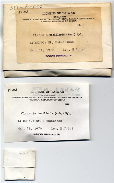 粉桿石蕊藏品圖，第3張