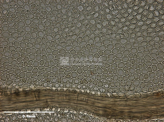 Mnium immarginatum Lindb. Collection Image, Figure 11, Total 12 Figures