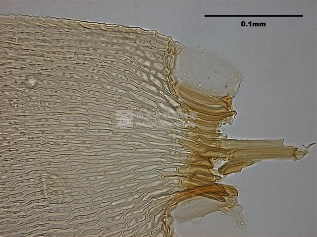 Acanthorrhynchium papillatum (Harv.) Fleisch. Collection Image, Figure 11, Total 11 Figures