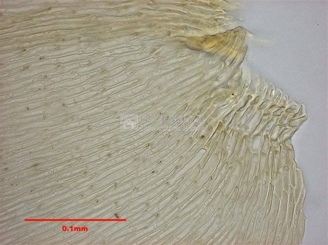 灰氣苔藏品圖，第10張