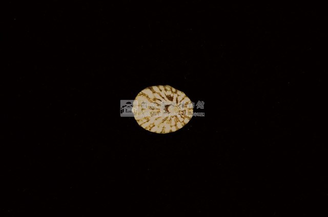 花帽青螺藏品圖，第1張