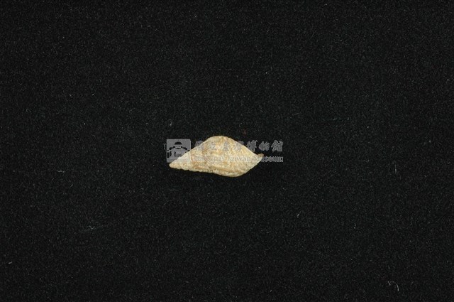 流紋蜷藏品圖，第1張
