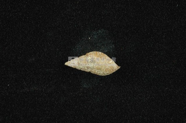 流紋蜷藏品圖，第1張