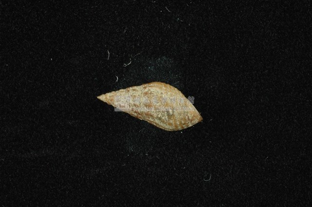 流紋蜷藏品圖，第1張