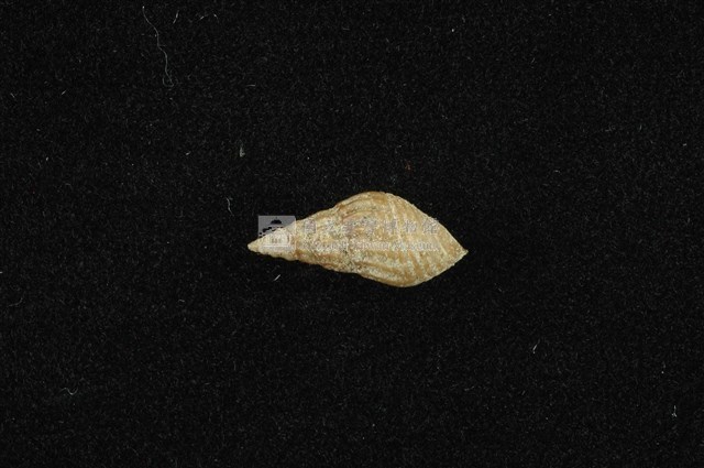流紋蜷藏品圖，第1張