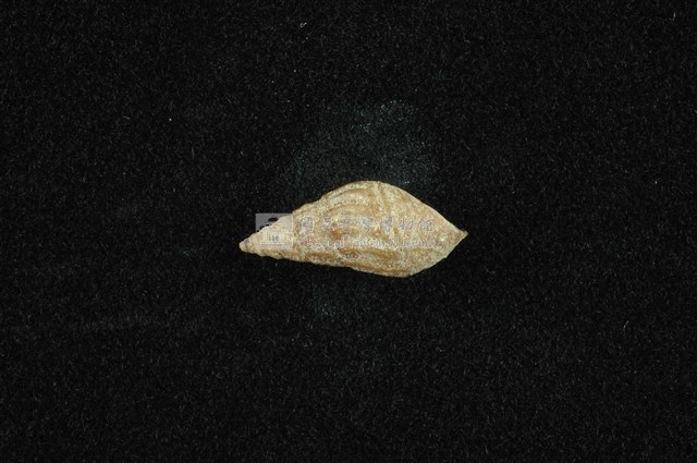 流紋蜷藏品圖，第1張