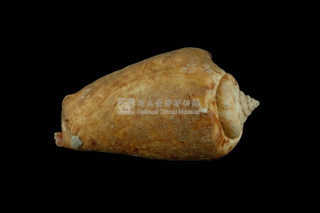 紅嬌鳳凰螺藏品圖，第1張