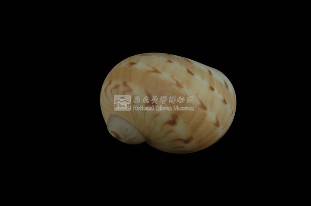 蝴蝶玉螺藏品圖，第1張