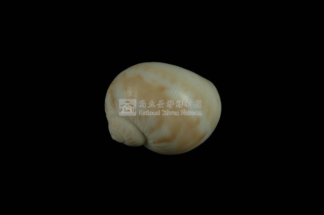 蝴蝶玉螺藏品圖，第1張