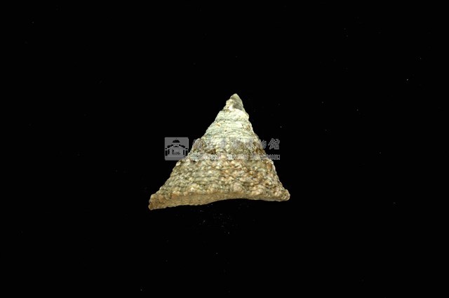 細紋鐘螺藏品圖，第1張