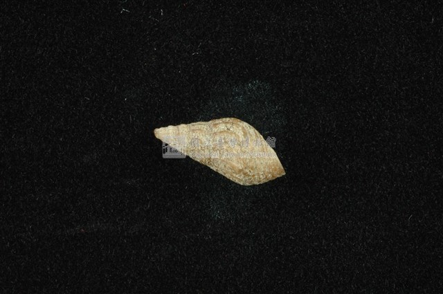 流紋蜷藏品圖，第1張