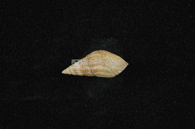 流紋蜷藏品圖，第1張