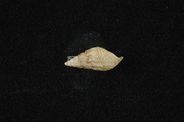 流紋蜷藏品圖，第1張