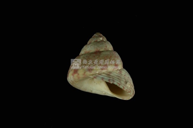 綠彩鐘螺藏品圖，第4張