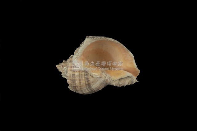 紅皺岩螺藏品圖，第4張
