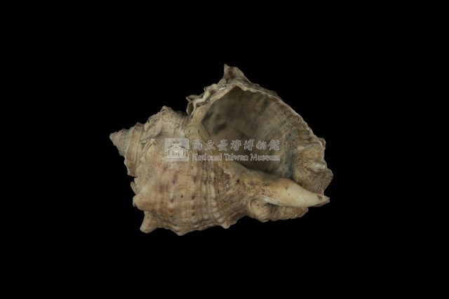 角皺岩螺藏品圖，第4張