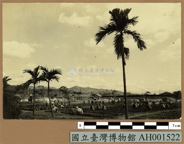 台灣日俘在農園工作藏品圖，第2張