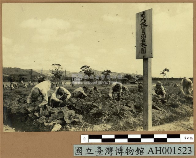 台灣日俘營中之自治農園藏品圖，第2張