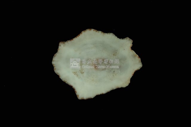 星笠螺藏品圖，第4張