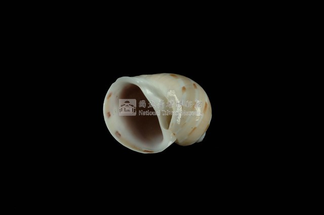 蝴蝶玉螺藏品圖，第4張