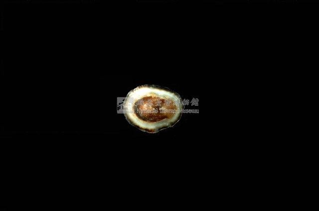 花邊青螺藏品圖，第4張
