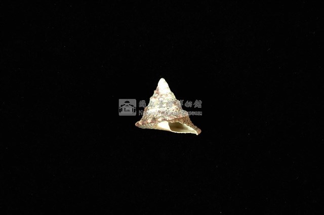 細紋鐘螺藏品圖，第4張