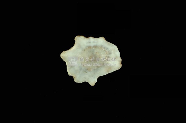 星笠螺藏品圖，第4張