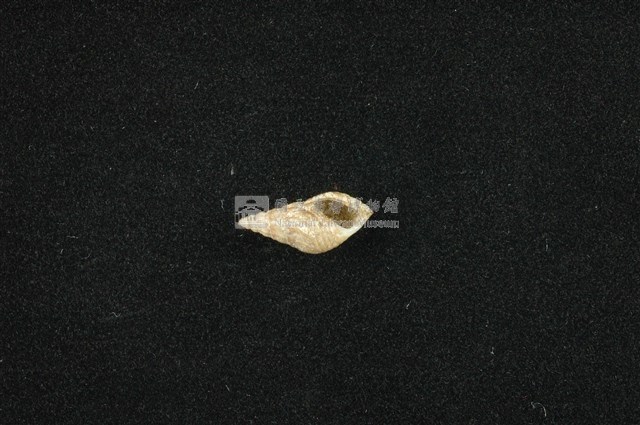 流紋蜷藏品圖，第4張