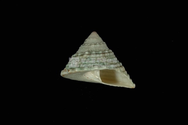細紋鐘螺藏品圖，第4張