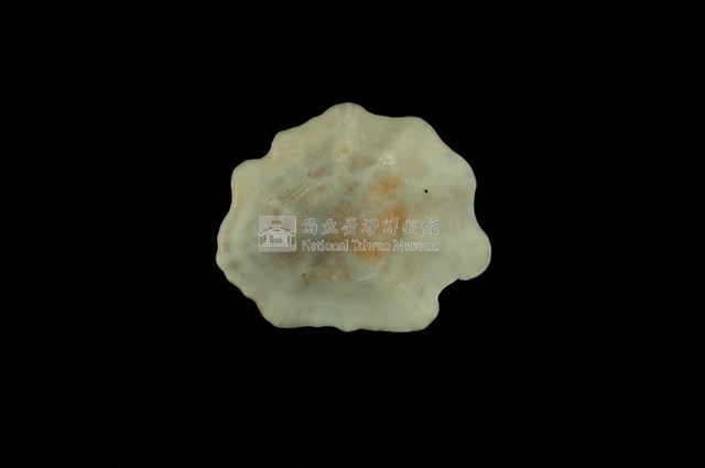 星笠螺藏品圖，第4張