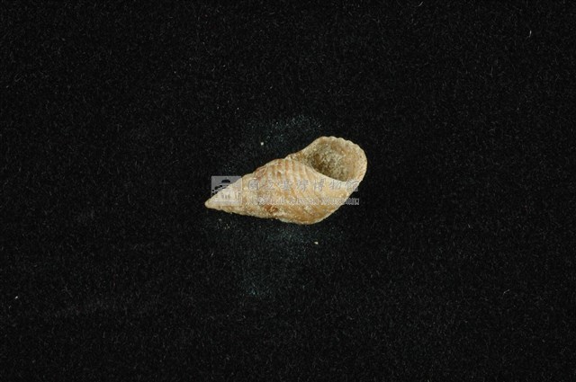 流紋蜷藏品圖，第4張