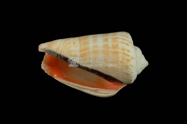 紅嬌鳳凰螺藏品圖，第4張
