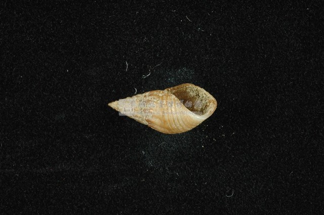 流紋蜷藏品圖，第4張