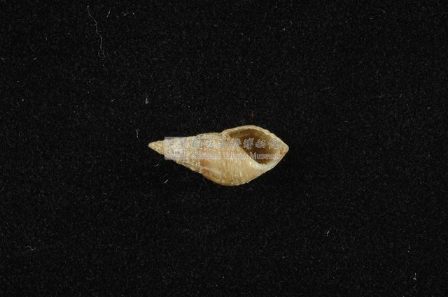 流紋蜷藏品圖，第4張