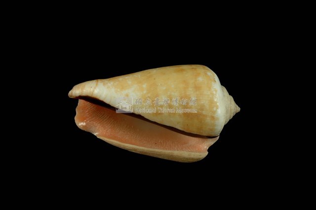 紅嬌鳳凰螺藏品圖，第4張
