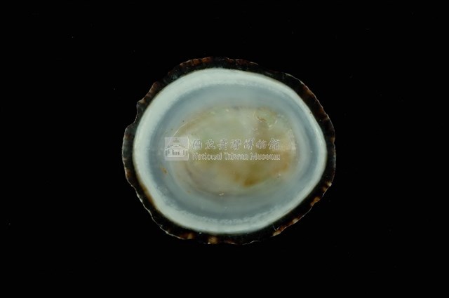 射線青螺藏品圖，第4張