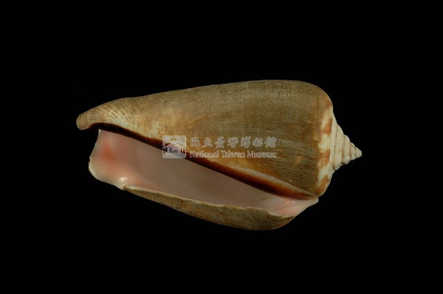 紅嬌鳳凰螺藏品圖，第4張