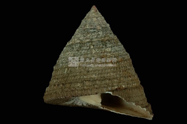 細紋鐘螺藏品圖，第4張