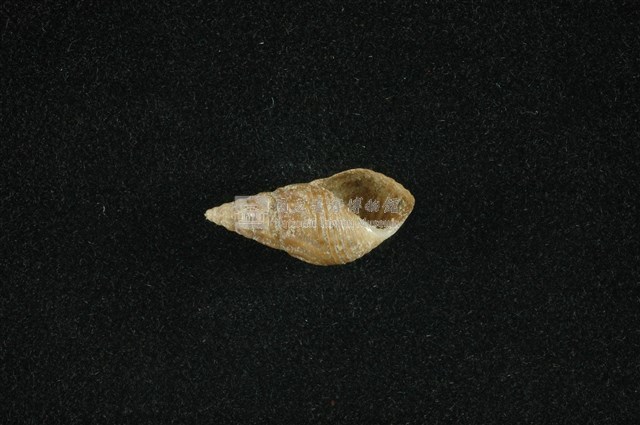 流紋蜷藏品圖，第4張