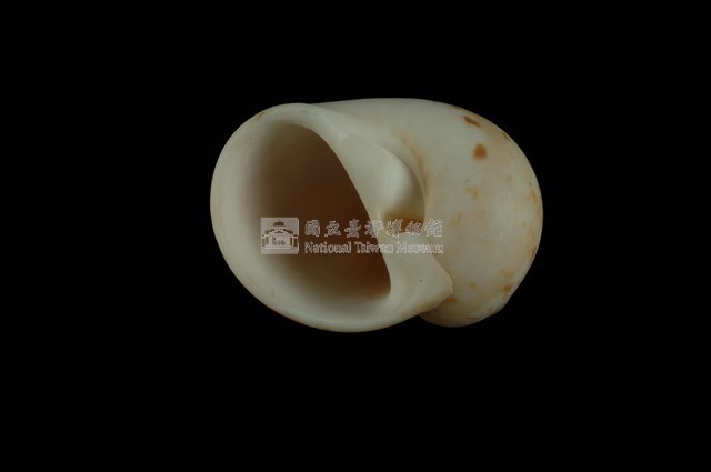 蝴蝶玉螺藏品圖，第4張