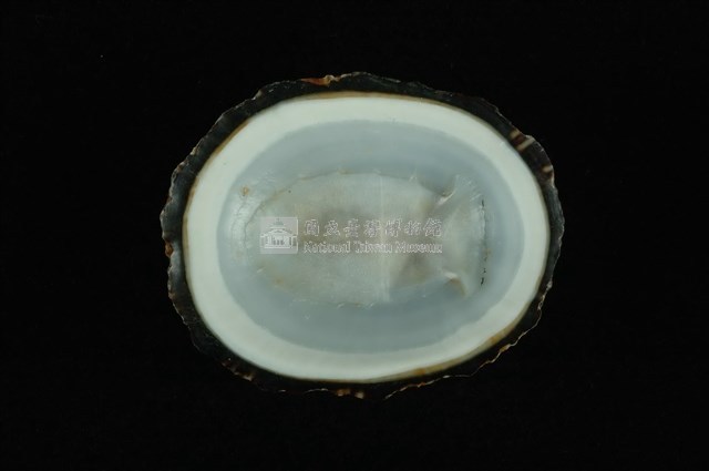 射線青螺藏品圖，第4張
