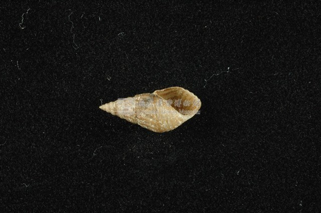 流紋蜷藏品圖，第4張