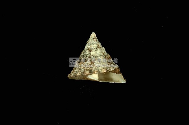 細紋鐘螺藏品圖，第4張