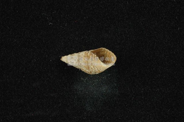 流紋蜷藏品圖，第4張