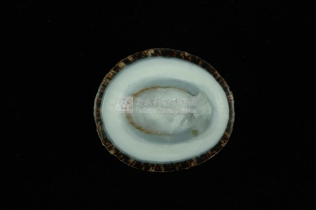 射線青螺藏品圖，第4張