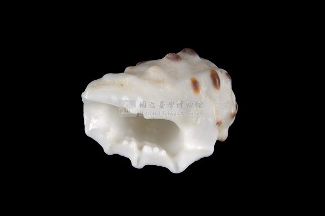 白齒岩螺藏品圖，第4張