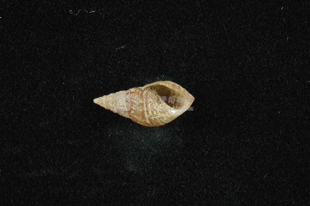 流紋蜷藏品圖，第4張