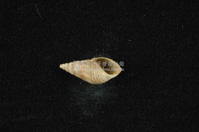 流紋蜷藏品圖，第4張