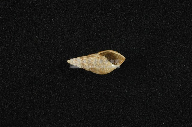 流紋蜷藏品圖，第4張
