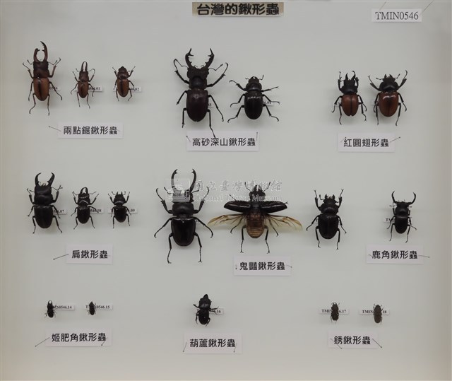兩點赤鍬形蟲藏品圖，第2張